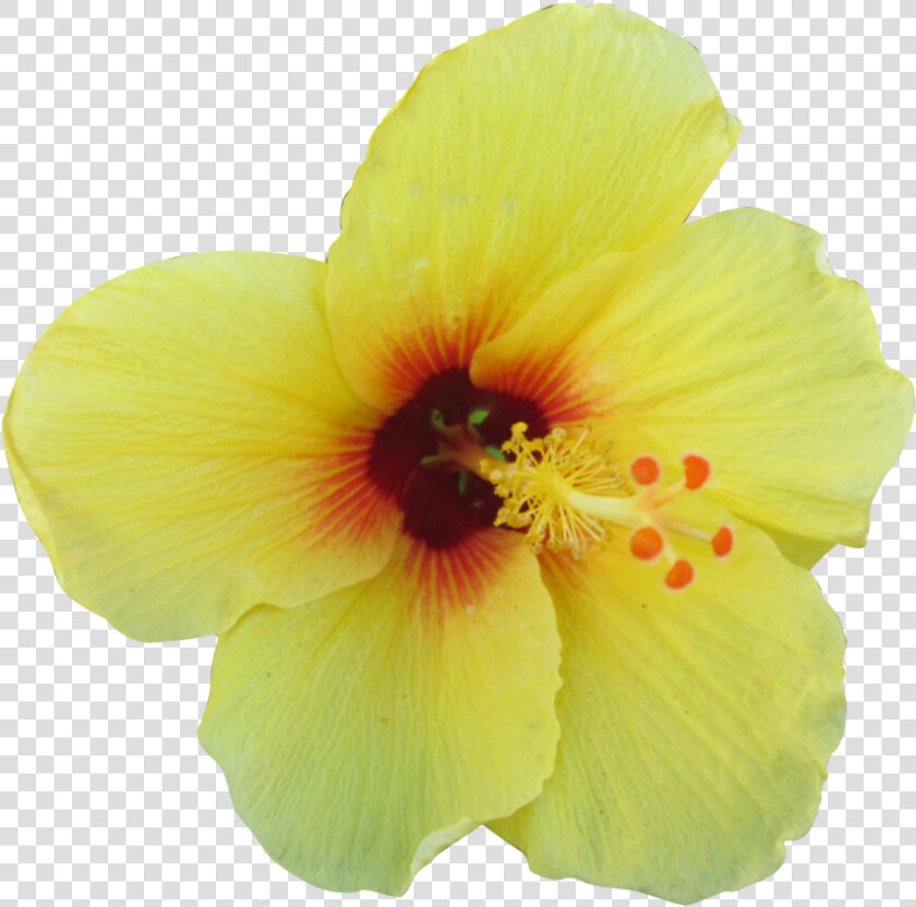 Yellow Hibiscus Png   Hawaiian Hibiscus Flower Transparent Background  Png DownloadTransparent PNG