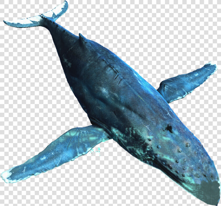 Whale Png Background Image   Humpback Whale Transparent Background  Png DownloadTransparent PNG