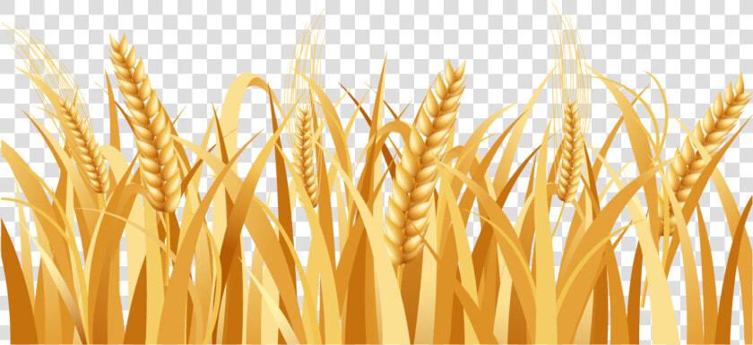 Svg Freeuse Library Barley Vector Head   Wheat Png  Transparent PngTransparent PNG