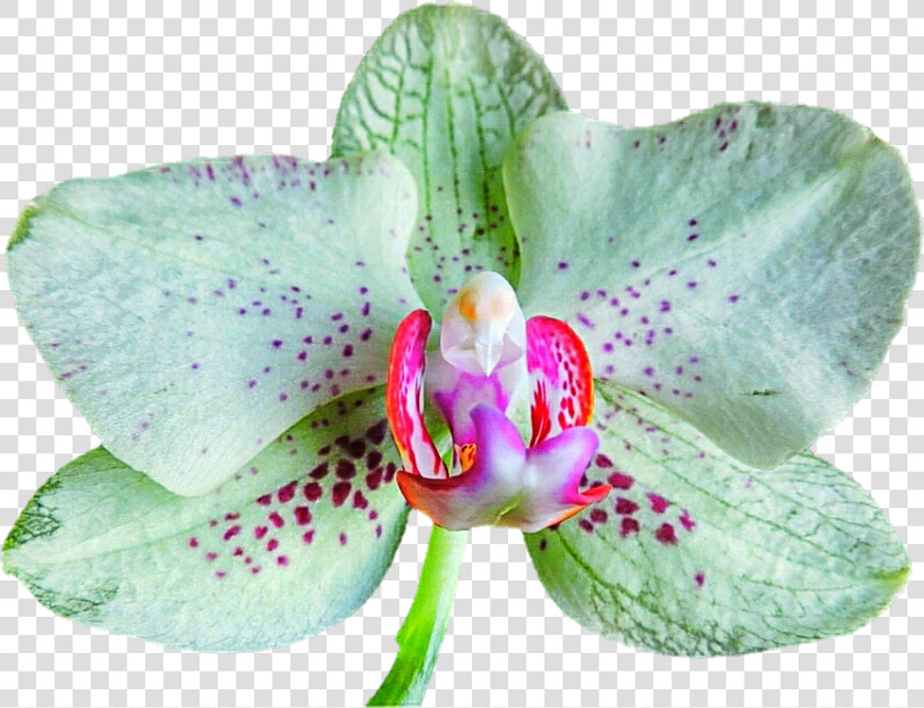 Green Orchid On The Rocks    Orchids Of The Philippines  HD Png DownloadTransparent PNG