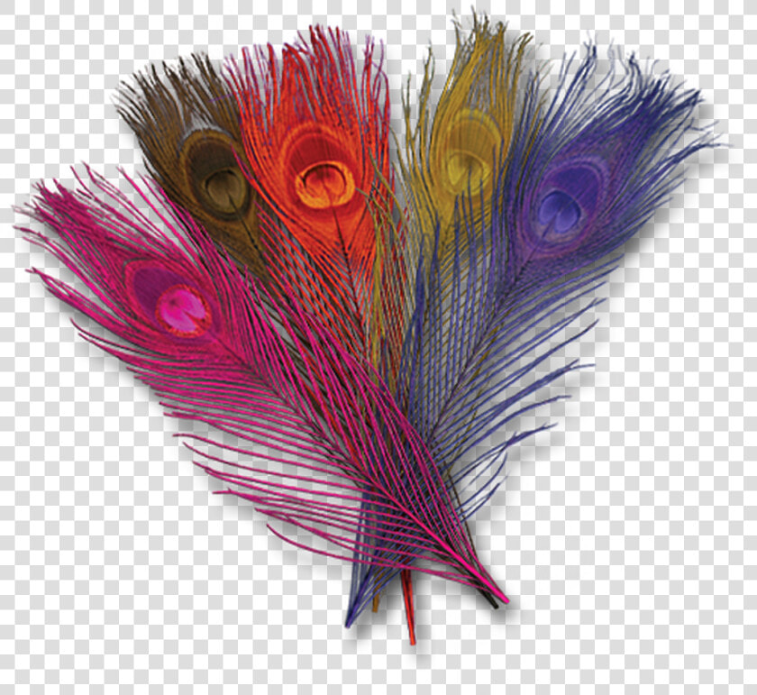 Dyed Peacock Eyes   Creative Arts  HD Png DownloadTransparent PNG