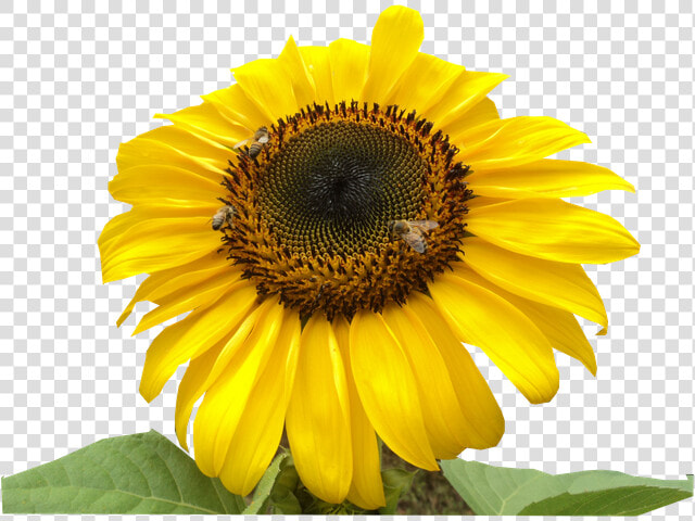 Girasol Abejas   Sunflower  HD Png DownloadTransparent PNG