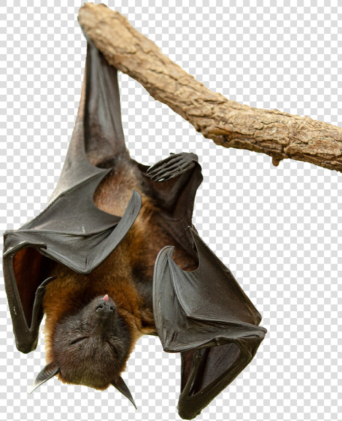 Flying Fox 05 Png By   Flying Fox Png  Transparent PngTransparent PNG