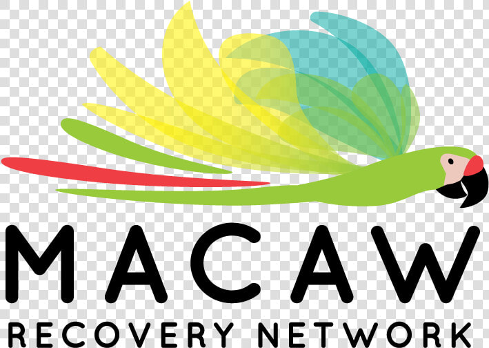 For Further Communications And Information About Macaw   Parakeet  HD Png DownloadTransparent PNG
