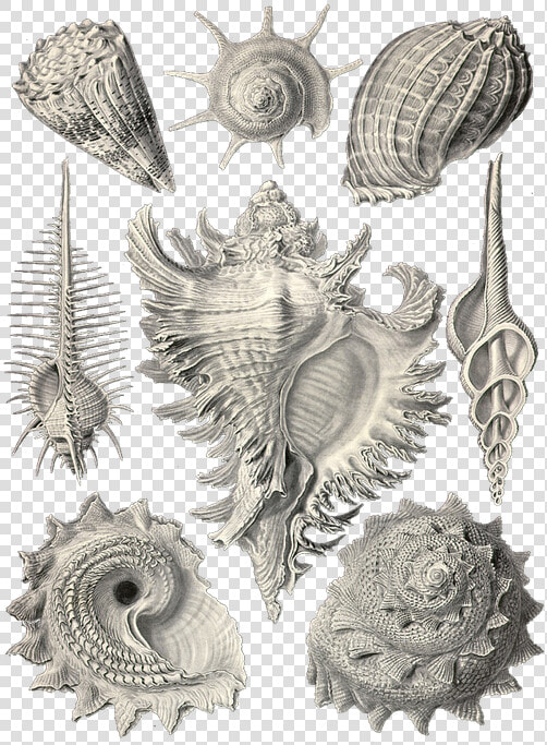 Ernst Haeckel  HD Png DownloadTransparent PNG