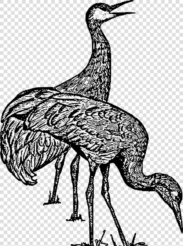 Sandhill Crane Clip Arts   Sandhill Crane Clipart Black And White  HD Png DownloadTransparent PNG