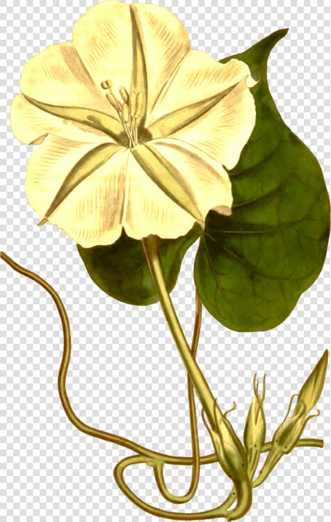 Tropical White Morning glory Japanese Morning Glory   Clip Art  HD Png DownloadTransparent PNG