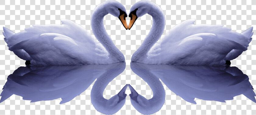 Banner Free Stock Cygnini Free Romantic Pull Png Image  Transparent PngTransparent PNG