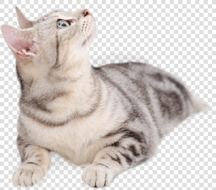 British Persian Dog Tabby Looking Upward Transprent   Cat Lying Down Looking Up  HD Png DownloadTransparent PNG