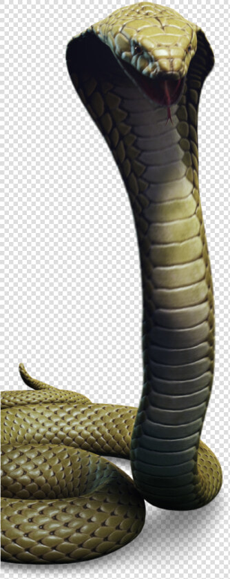 02 Character Cobra Jungle Thumbnail   King Cobra  HD Png DownloadTransparent PNG