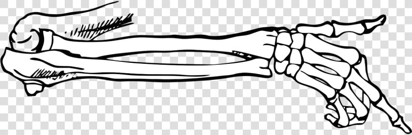 Bones  Skeleton  Point  Body  Vector  Free Vector   Skeleton Hand Pointing Png  Transparent PngTransparent PNG