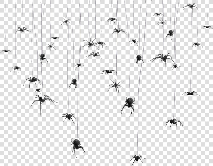  mq  spider  spiders  spiderweb  hanging  hanger   Charadriiformes  HD Png DownloadTransparent PNG