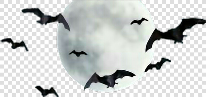  moon  bats  freetoedit   Moon With Bats Png  Transparent PngTransparent PNG
