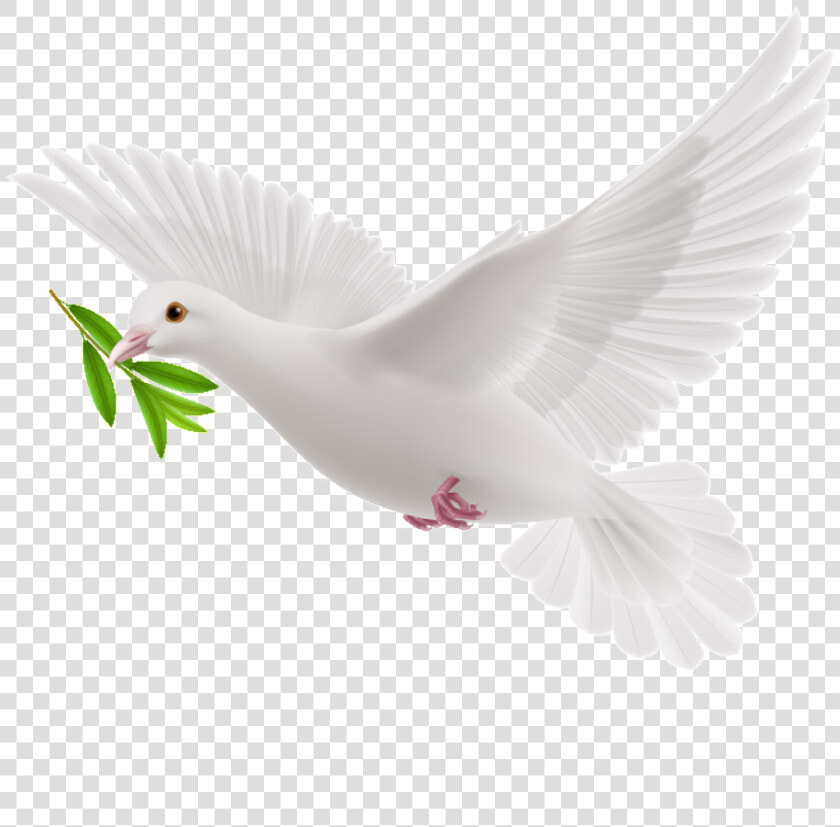Transparent Olive Branch Clipart   White Flying Pigeon Png  Png DownloadTransparent PNG