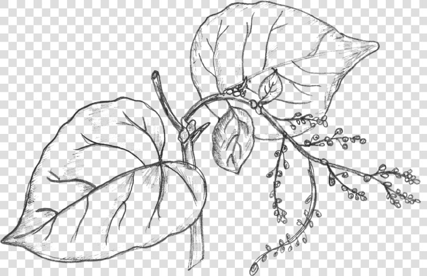 Collection Of Drawing   Money Plant Leaves Drawing  HD Png DownloadTransparent PNG