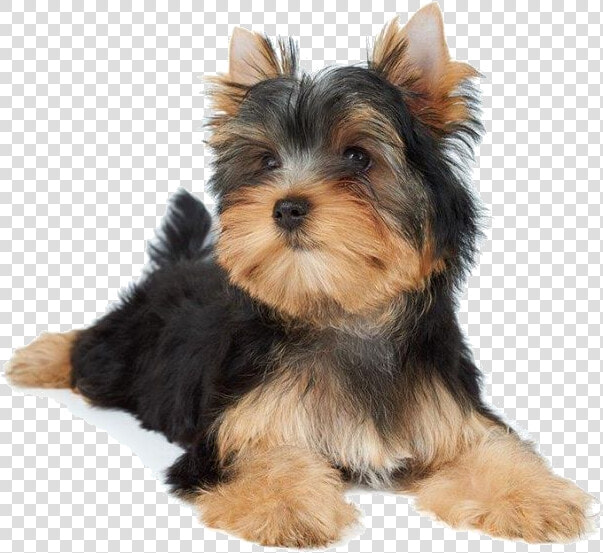 Small Dogs Laying Down  HD Png DownloadTransparent PNG