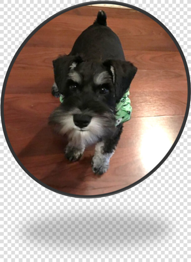 Miniature Schnauzer  HD Png DownloadTransparent PNG