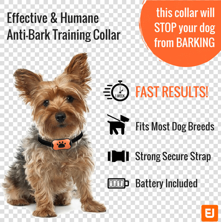 Yorkshire Terrier  HD Png DownloadTransparent PNG
