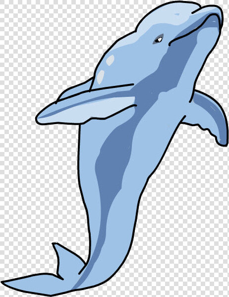 Common Bottlenose Dolphin  HD Png DownloadTransparent PNG