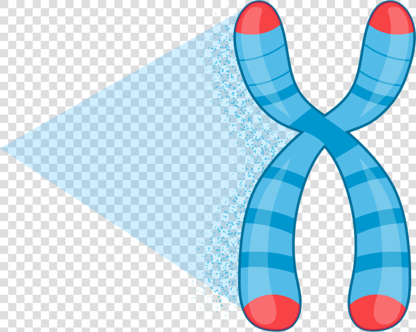Dna Telomere  HD Png DownloadTransparent PNG