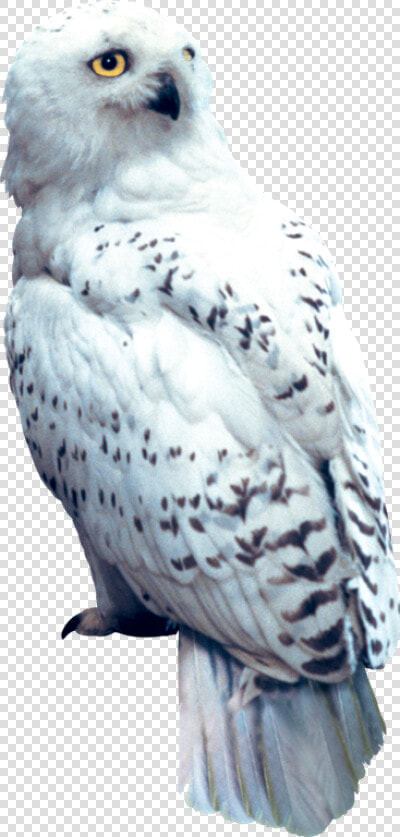 Hedwig Png  Transparent PngTransparent PNG