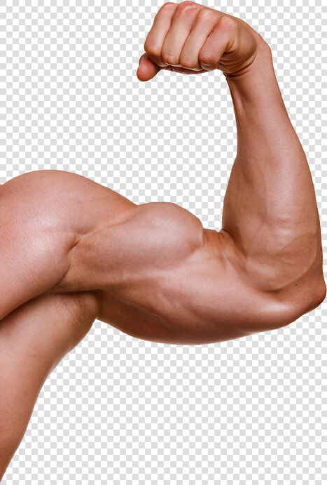 Muscle Arm Png   Muscle Arms Png  Transparent PngTransparent PNG