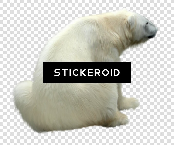 Polar White Bear   Polar Bear  HD Png DownloadTransparent PNG