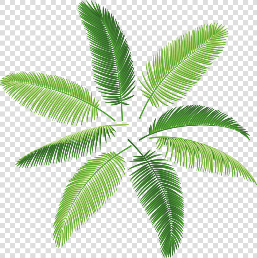 Palms Png  Transparent PngTransparent PNG