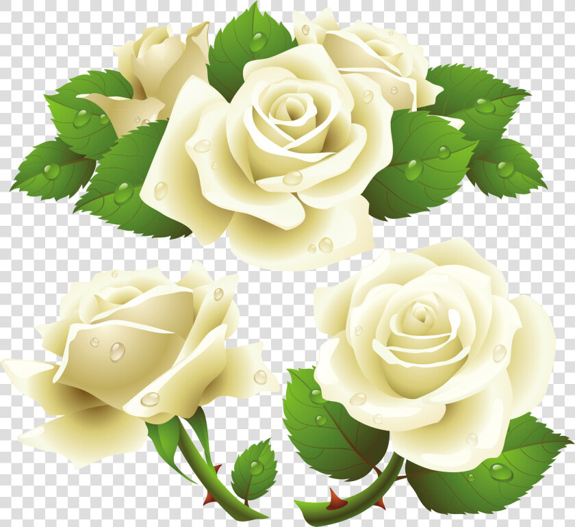 Flower Rose Garden Roses Rose Family Png   Transparent Background White Rose Png  Png DownloadTransparent PNG