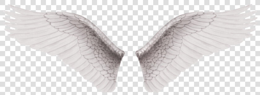 Cb Edit Wings Png   Alas De Angel Reales  Transparent PngTransparent PNG