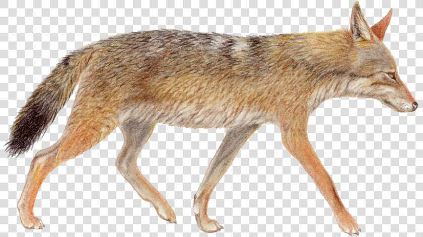 Jackal Png Image Download  Transparent PngTransparent PNG