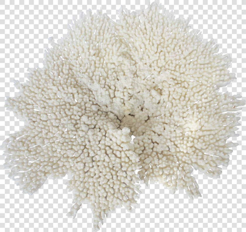 Harina De Trigo Png  Transparent PngTransparent PNG