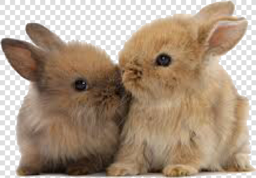 Transparent Baby Bunny Png   Cute Baby Bunny Png  Png DownloadTransparent PNG