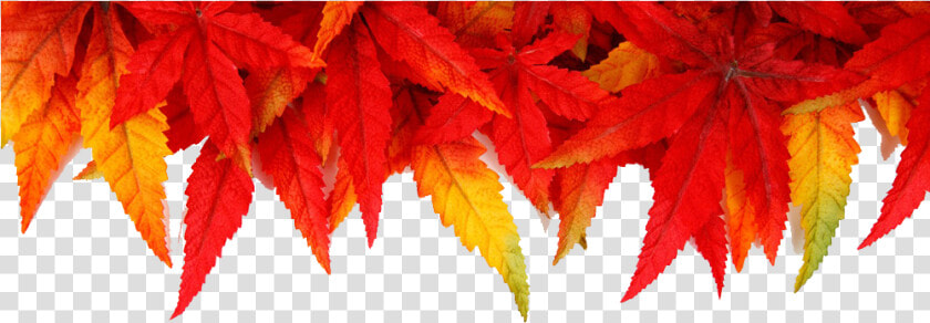 Transparent Thanksgiving Leaves Png   White Background Autumn Leaves  Png DownloadTransparent PNG