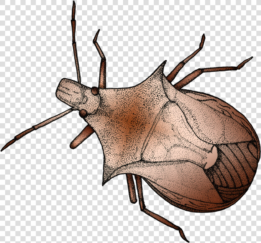 Pen And Ink Illustration Of A Stink Bug  HD Png DownloadTransparent PNG
