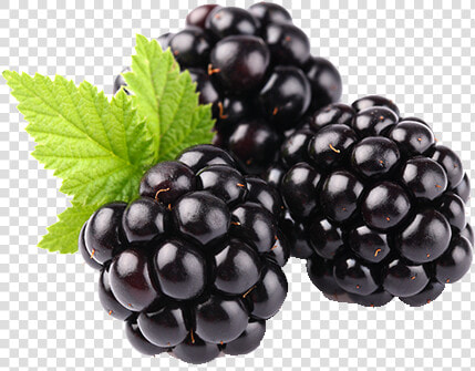 Blackberry Fruit Png Clipart   Blackberry Fruit  Transparent PngTransparent PNG