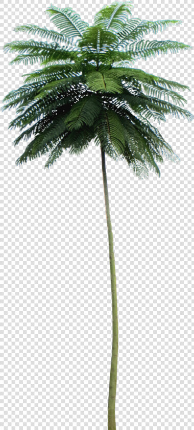 Tropical Plant Pictures   Schizolobium Parahyba Png  Transparent PngTransparent PNG