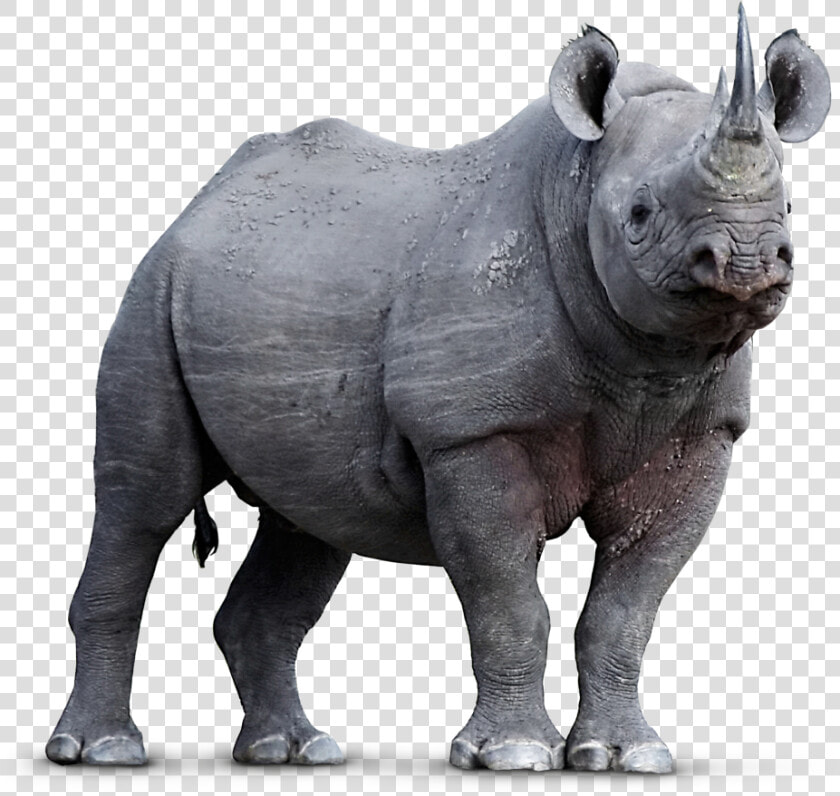 Endangered Animals In Png  Transparent PngTransparent PNG