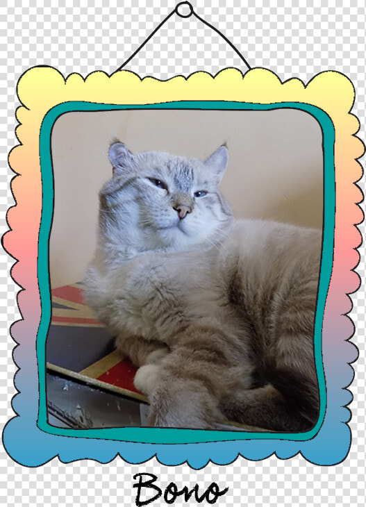 Bono Crossed The Rainbow Bridge On February 26    Domestic Short haired Cat  HD Png DownloadTransparent PNG