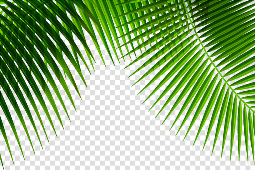  mq  green  leafs  nature  border  borders  HD Png DownloadTransparent PNG