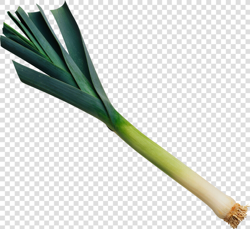 Leek Png  Transparent PngTransparent PNG