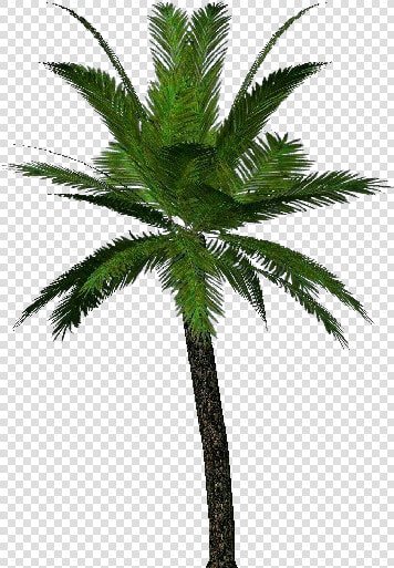3d Trees   Palm   Acca Software   Immagini Png Palma  Transparent PngTransparent PNG