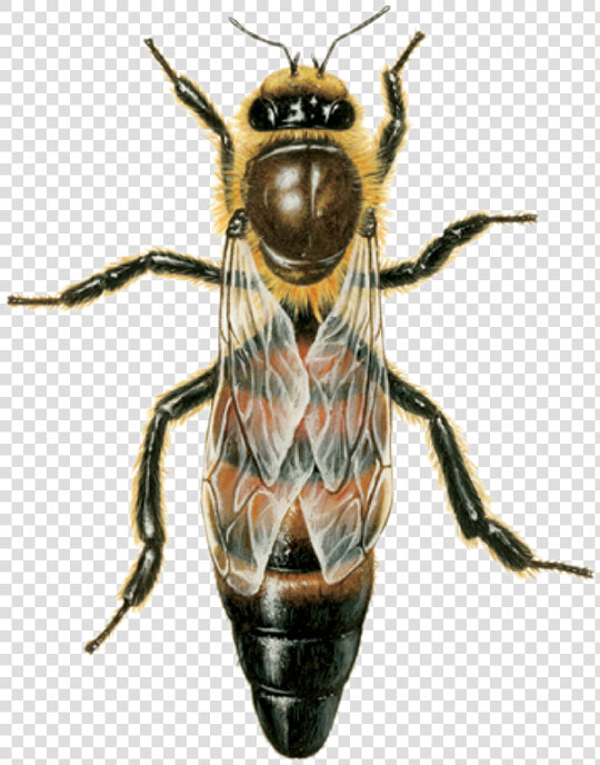 Do Honey Bees Look Like  HD Png DownloadTransparent PNG