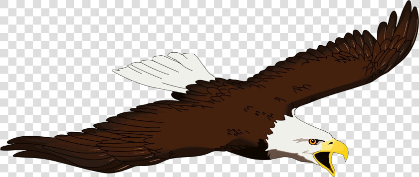 Bald Eagle Bird Beak Clip Art   Transparent Bald Eagle Art  HD Png DownloadTransparent PNG