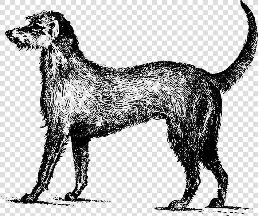 Irish Wolfhound Clip Arts   Irish Wolfhound Clipart  HD Png DownloadTransparent PNG