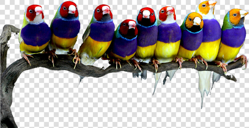 Clip Art Chloebia Gouldiae Aves De   Passaro Diamante De Ouro  HD Png DownloadTransparent PNG