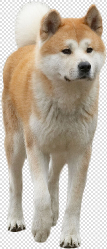 Hachiko The Dog Png Image   Dog Png  Transparent PngTransparent PNG