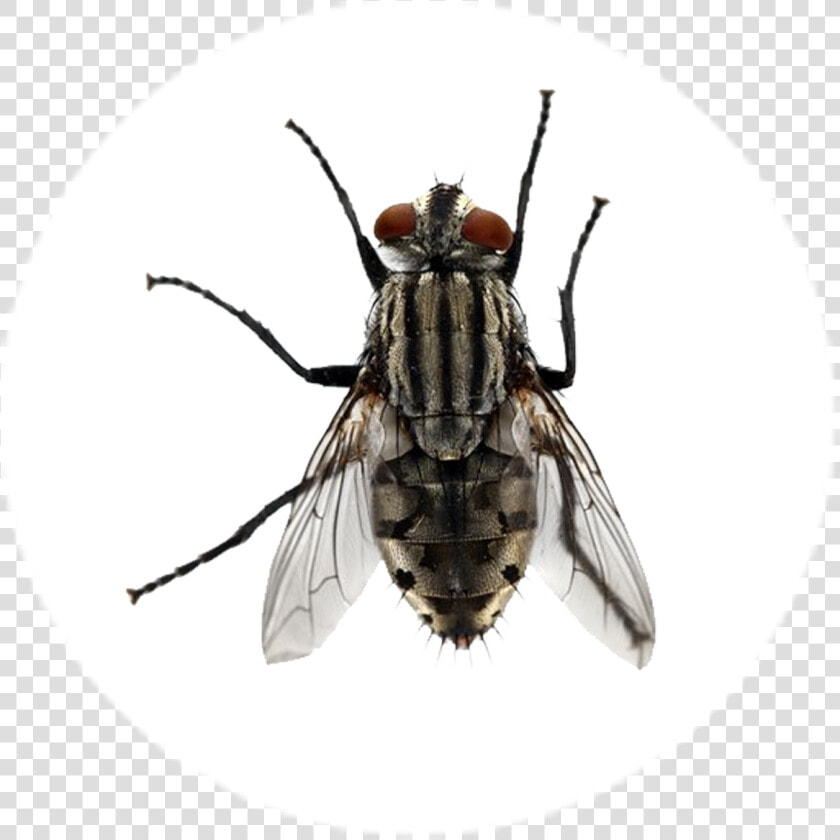 Transparent Mosca Png   Large House Flies  Png DownloadTransparent PNG
