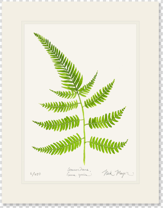 Painted Fern Print   Fern  HD Png DownloadTransparent PNG