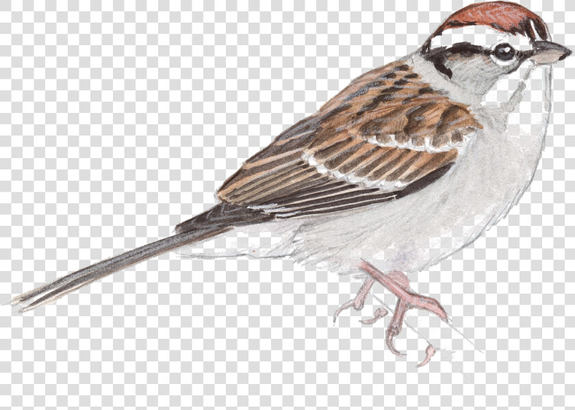 Sparrow Png Free Image Download   John Muir Laws Artist  Transparent PngTransparent PNG